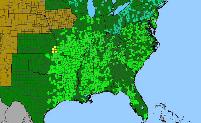 The range of Helenium flexuosum